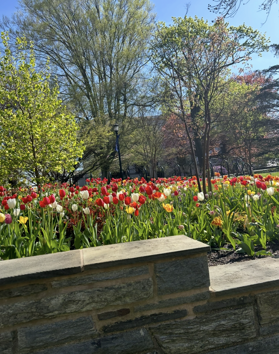 Spring flowers signify the start of a new season on campus.
